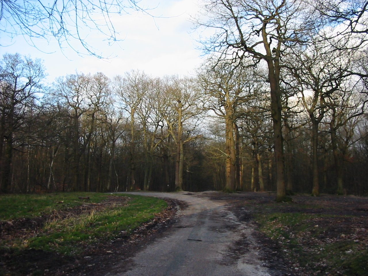 Allée de la forêt de Fausses-Reposes
