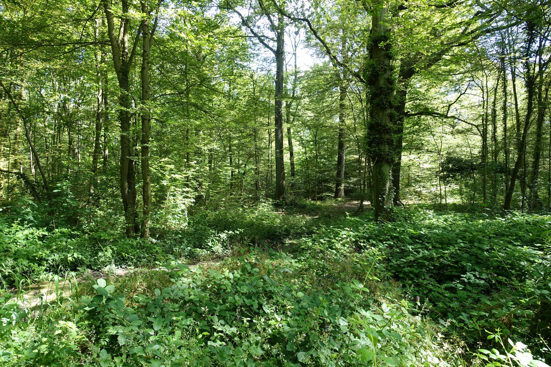 Sous-bois verdoyant de la forêt domaniale de Meudon